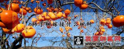 柿子树嫁接什么树种