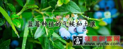 蓝莓种植的气候和土壤