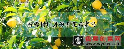 柠檬树11月份开花正常吗