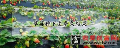 草莓种下去多久结果