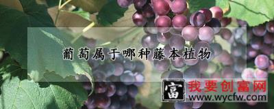 葡萄属于哪种藤本植物