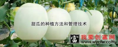 甜瓜的<a href=https://www.wycfw.com/e/tags/?tagid=232 target=_blank class=infotextkey>种植方法</a>和管理技术