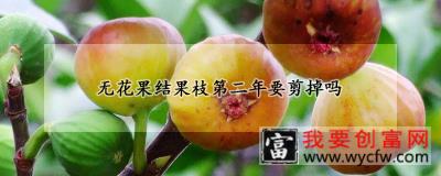 无花果结果枝第二年要剪掉吗