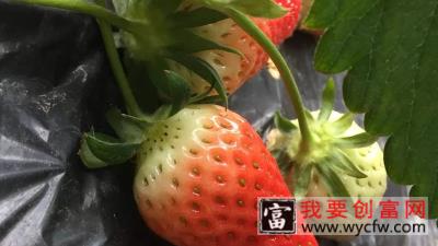 草莓什么时候种植最好