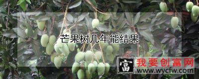 芒果树几年能结果