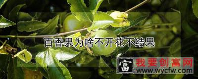 百香果为啥不开花不结果