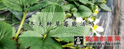 冬天种草莓能活吗