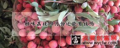 桂味荔枝11月份还能剪枝吗