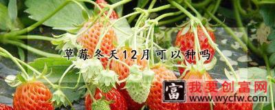 草莓冬天12月可以种吗