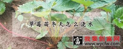 草莓苗冬天怎么浇水