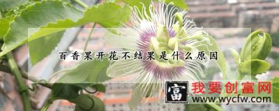 百香果开花不结果是什么原因