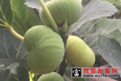 无花果树旺风水 无花果树能旺风水吗