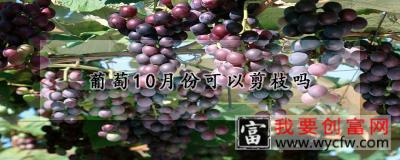 葡萄10月份可以剪枝吗