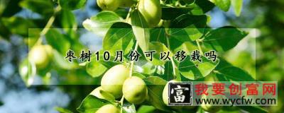 枣树10月份可以移栽吗