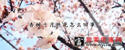 杏树十月开花怎么回事