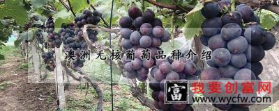 澳洲无核葡萄品种介绍