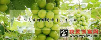 阳光玫瑰葡萄为什么这么甜