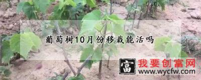 葡萄树10月份移栽能活吗