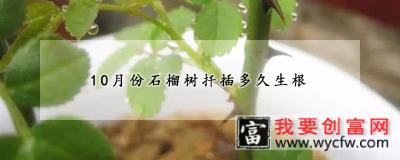 10月份石榴树扦插多久生根