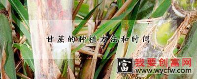 甘蔗的种植方法和时间