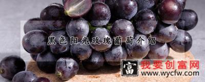 黑色阳光玫瑰葡萄介绍