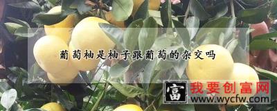 葡萄柚是柚子跟葡萄的杂交吗