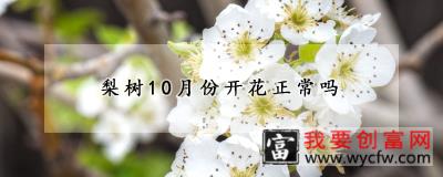 梨树10月份开花正常吗