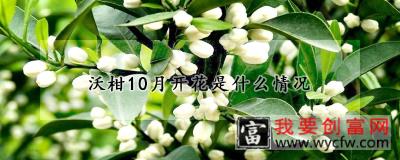 沃柑10月开花是什么情况