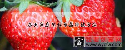 冬天家庭阳台草莓种植方法