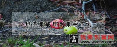 烂苹果能埋到果树下吗