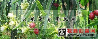 火龙果专用肥料