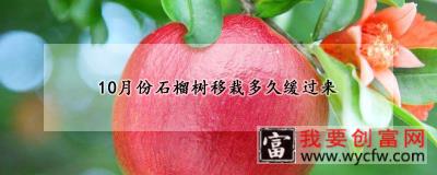 10月份石榴树移栽多久缓过来