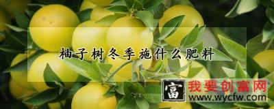 柚子树冬季施什么肥料