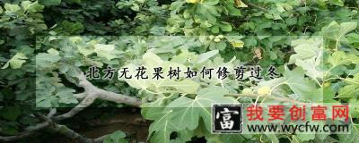 北方无花果树如何修剪过冬