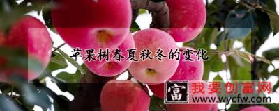 苹果树春夏秋冬的变化