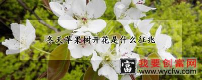 冬天苹果树开花是什么征兆