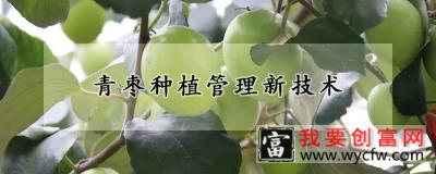 青枣种植管理新技术