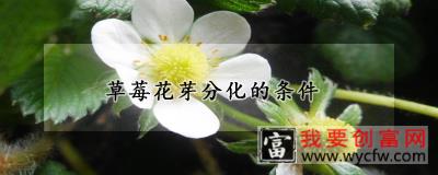 草莓花芽分化的条件