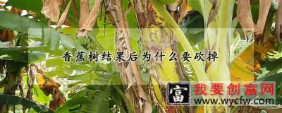 香蕉树结果后为什么要砍掉