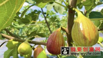 无花果树怎样修剪才能多结果