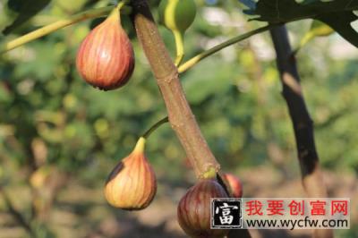 无花果树怎样修剪才能多结果