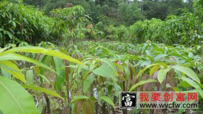 芒果树苗的种植方法