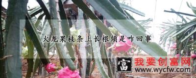 火龙果枝条上长根须是咋回事