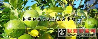 柠檬种植方法和注意事项