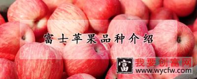 富士苹果品种介绍