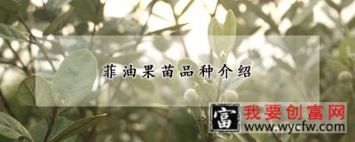 菲油果苗品种介绍