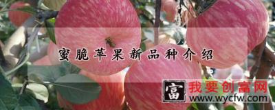 蜜脆苹果新品种介绍