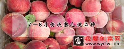 7一8月份成熟毛桃品种