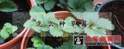 怎么种草莓