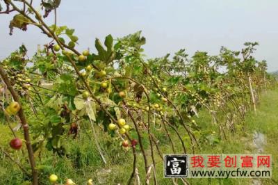 无花果风水 无花果风水寓意